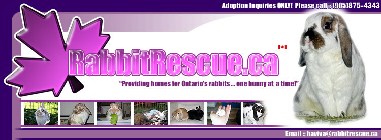 RabbitRescue.ca :: Providing homes for Ontario's rabbits ... one bunny at a time!  Featured rabbit is Marbles, another inspiration for Rabbit Rescue.  We are a NO KILL rescue agency.  For adoptions inquiries ONLY!  Please call (905) 877-6745