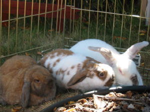 3bunns.jpg