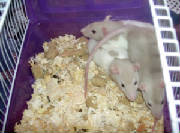 3rats.jpg