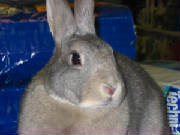 Thumper.jpg
