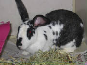 bigbunny.jpg