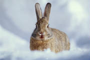 bunnyincloud.jpg