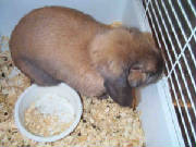 cinnamonlop.jpg