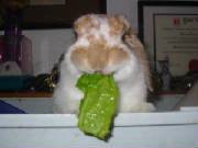 fiverveggies2.jpg