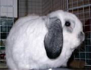 fluffy.jpg