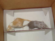 gerbils.jpg