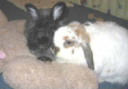 miffyanddolly.jpg