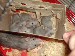 momandbabies.jpg