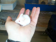 mouse.jpg