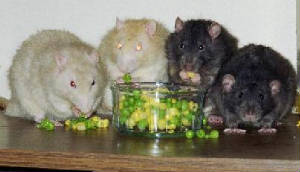 ratseating.jpg