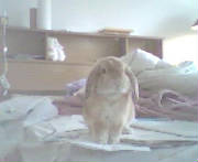 scamper.jpg