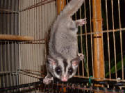 sugarglider.jpg