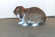 thumper2.jpg